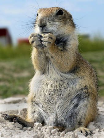 Prairie Dogの写真素材