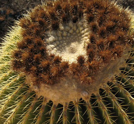 Pricklyの写真素材