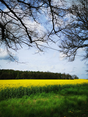 Rape plants in bloom in the fields in spring in northern Germany