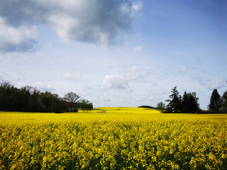 Rape plants in bloom in the fields in spring in northern Germany