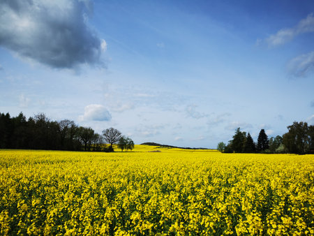 Rape plants in bloom in the fields in spring in northern Germany