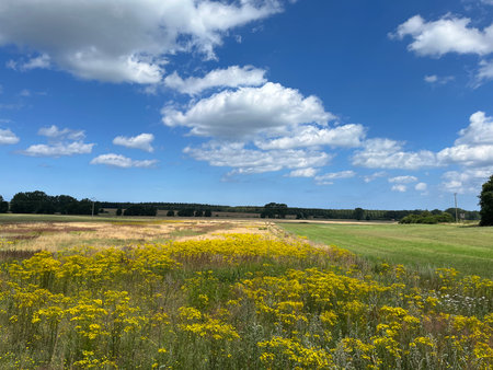 a vibrant summer field near Bad Doberan, close to Rostock in Mecklenburg-Vorpommern, with bright yellow flowers under a clear blue skyの写真素材