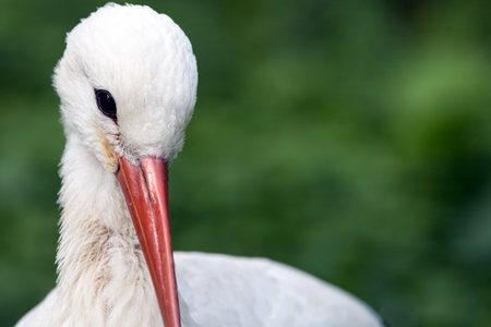 Portrait of a white storkの写真素材