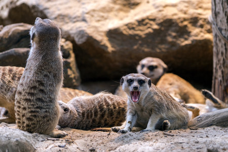 Group of outdoor meerkats with a stunning meerkat in the middleの写真素材