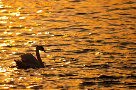 A swan swims in a river in the light of the setting sun (Rostock, Germany)の写真素材