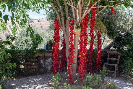 Chili peppers hanging on a tree to dry (Crete, Greece)の写真素材