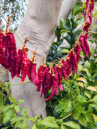 Chili peppers, hung up to dry (Crete, Greece)