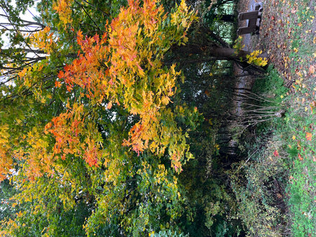 Leaves turn colorful in autumn in northern Germany