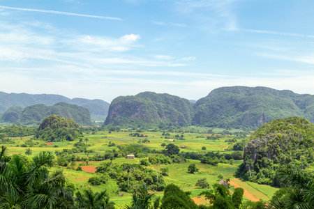 Lush Tobacco Valley of Viñales  Green Karst Landscape in Cubaの写真素材