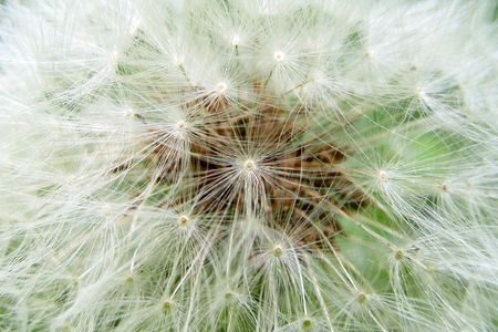 the fluffy dandelion on a green backgroundの写真素材