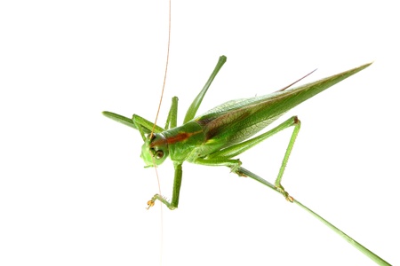 Big green grasshopper on a stalk isolated on a white background  Studio shot の写真素材