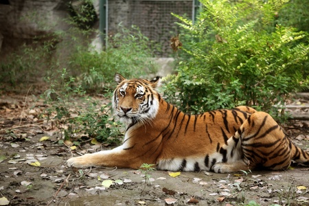 A tiger resting on the ground, starign at something.の写真素材