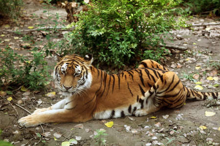 A tiger resting on the ground, starign at something.の写真素材