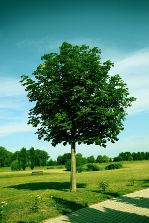 One tree in the middle of parkの写真素材