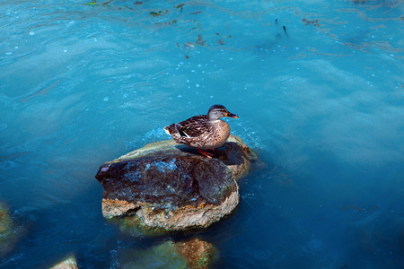 Lone mallard lake Balaton in Hungary  Beautiful blue water and peaceful atmosphere の写真素材