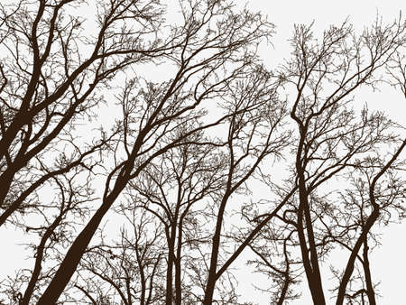 Silhouettes of the trees in a winter parkのイラスト素材