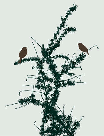 The sparrows on the fir branchesのイラスト素材