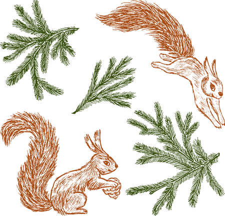 Forest squirrels and fir branchesのイラスト素材
