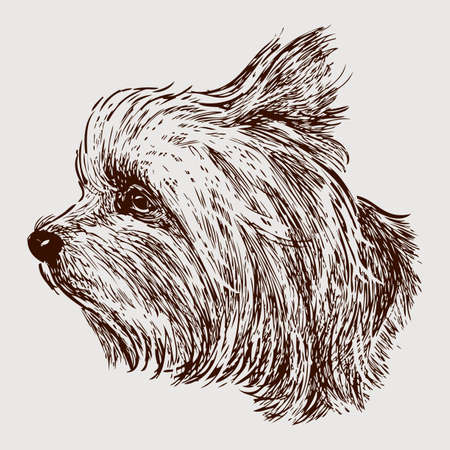 Vector image of the head of a lap dog.のイラスト素材