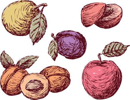 Sketches of the different ripe fruitのイラスト素材