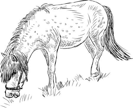 Sketch of a grazing ponyのイラスト素材