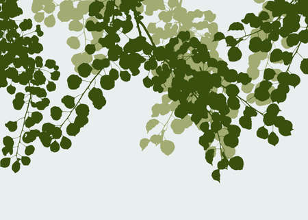 The linden branches in summerのイラスト素材