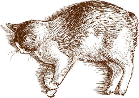 Sketch of a sleeping catのイラスト素材