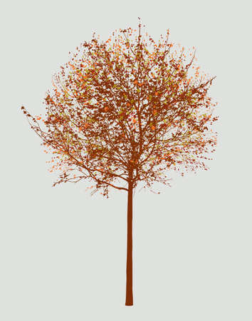 A small deciduous tree in the autumn