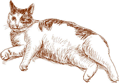Sketch of a lazy catのイラスト素材