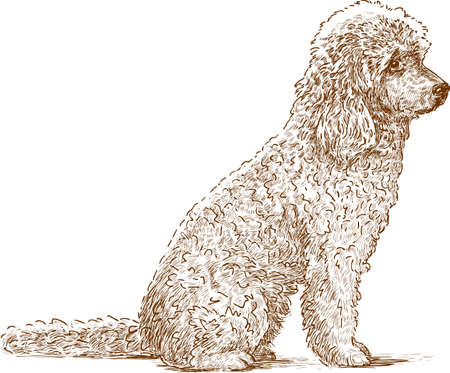 Sketch of a red poodleのイラスト素材