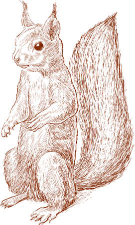 Vector drawing of a red forest squirrelのイラスト素材