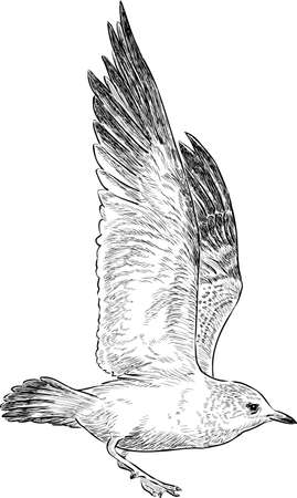 Sketch of a sea gull in flightのイラスト素材