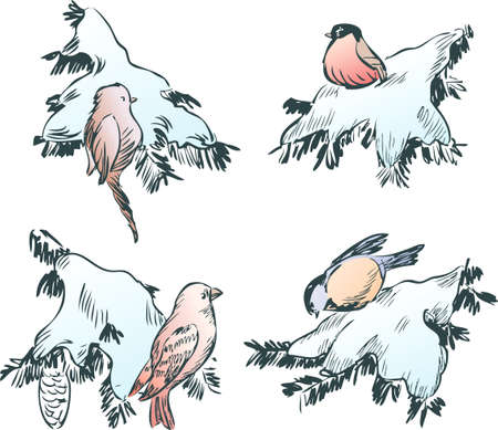 The birds on the fir branches in winterのイラスト素材