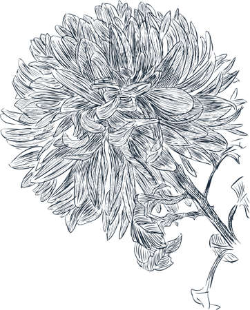 Sketch of a garden chrysanthemumのイラスト素材