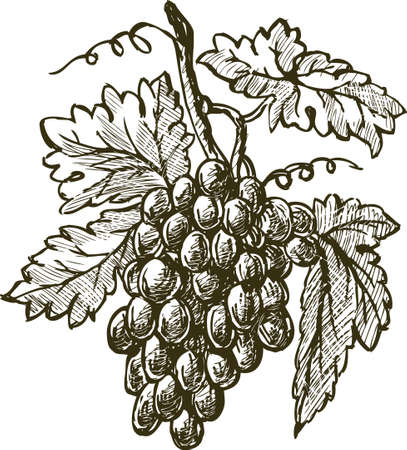 Sketch of a ripe grape clusterのイラスト素材