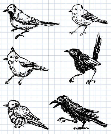 Sketches of the different wild birdsのイラスト素材