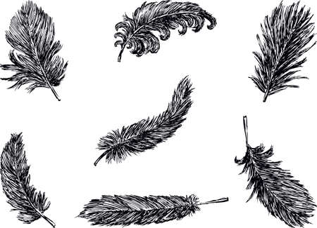 Sketches of the birds feathersのイラスト素材