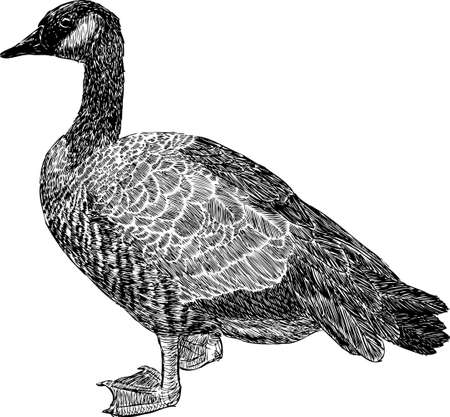 Sketch of a wild gooseのイラスト素材