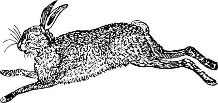 Drawing of a jumping wild hareのイラスト素材