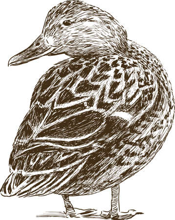 Vector drawing of a wild duckのイラスト素材