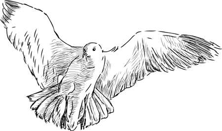 Sketch of a flying pigeonのイラスト素材
