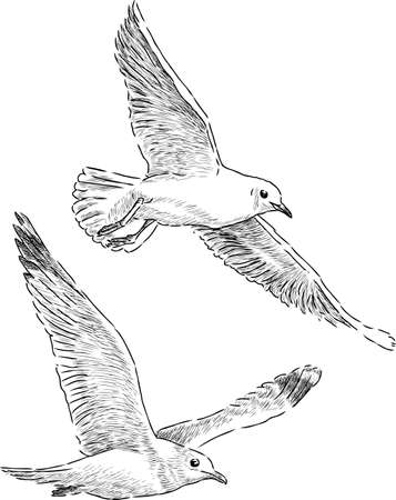Hand drawing of the seagulls in flightのイラスト素材