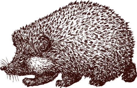 Vector drawing of a walking hedgehog.のイラスト素材