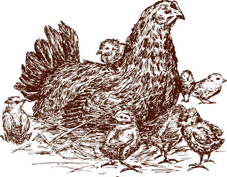 Sketch of a hen and her chickenのイラスト素材