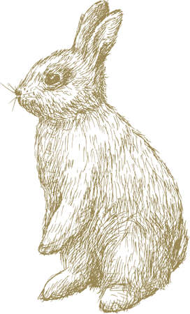 Sketch of a baby rabbitのイラスト素材