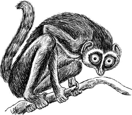 Sketch of a lemur.のイラスト素材