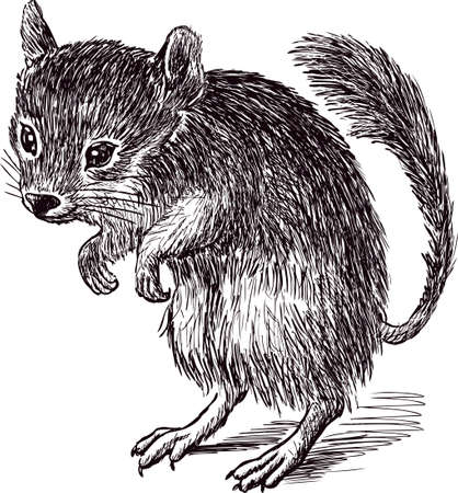 Hand drawing of a egyptian jerboaのイラスト素材