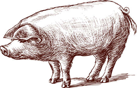 sketch of a eared pigのイラスト素材