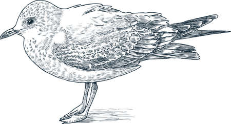 Sketch of a big sea gullのイラスト素材