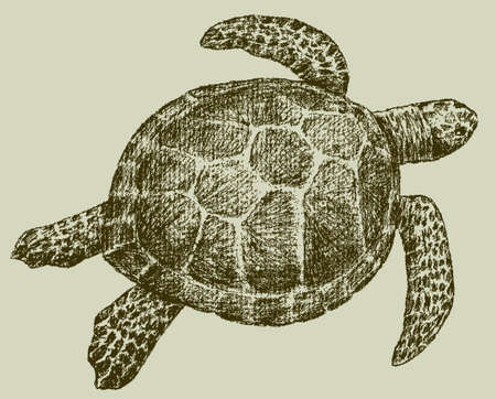 Vector drawing of a swimming sea turtle